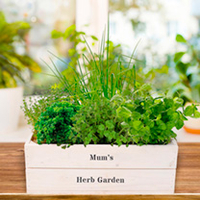 Herb Plant Collection with Crate + FREE Herb Scissors