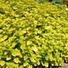 Herb Plant,  Marjoram Golden