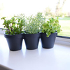 Herb Planter with Plants - 3 Lucky Dip Herb Plants