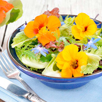 Herb Plants - Fresh Salad Collection