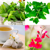 Herb Plants - Time for Tea Collection