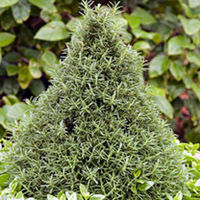Herb Rosemary Pyramid