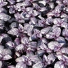 Herb Seeds - Basil Summer Surprise