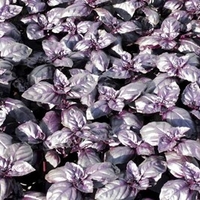 Herb Seeds - Basil Summer Surprise