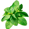 Herby Hen Seed - Insecticide Collection
