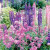 Hesperis Plant - Violet