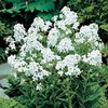 Hesperis Plant - White