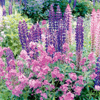 Hesperis Plants - Violet