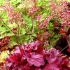 Heuchera Berry Smoothie