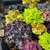 Heuchera Collection