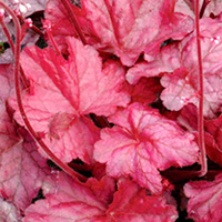 Heuchera Fire Chief