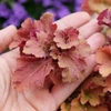 Heuchera Frilly