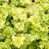 Heuchera Lime Marmalade