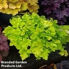 Heuchera Lime Marmalade