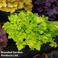 Heuchera Lime Marmalade