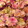 Heuchera Marmalade