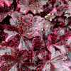 Heuchera Midnight Rose