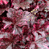 Heuchera Midnight Rose