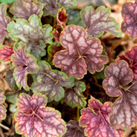 Heuchera Plant - Beauty Colour
