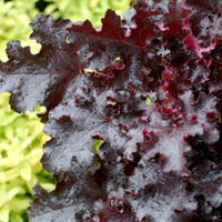 Heuchera Plant - Black Beauty