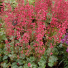 Heuchera Plant - City Paris