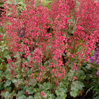Heuchera Plant - City Paris