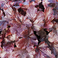 Heuchera Plant - Creole Nights