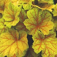 Heuchera Plant - Electra