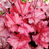 Heuchera Plant - Fire Chief