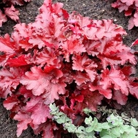 Heuchera Plant - Forever Red