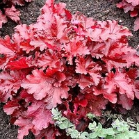 Heuchera Plant - Forever Red