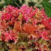 Heuchera Plant - Generic Marmalade