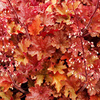 Heuchera Plant - Ginger Peach