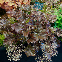 Heuchera Plant - Metallic Shimmer