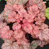Heuchera Plant - Pauline