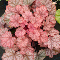 Heuchera Plant - Pauline