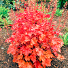 Heuchera Plant - Peach Crisp