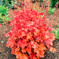 Heuchera Plant - Peach Crisp