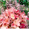 Heuchera Plant - Penelope