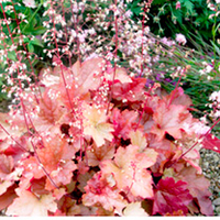 Heuchera Plant - Penelope