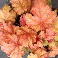Heuchera Plant - Phoebe