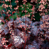 Heuchera Plant - Plum Pudding