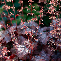 Heuchera Plant - Plum Pudding