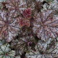 Heuchera Plant - Silver Celebration