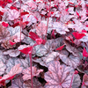 Heuchera Plant - Slater