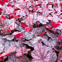 Heuchera Plant - Slater