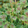 Heuchera Plant - Thomas