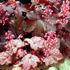 Heuchera Plant - Vienna