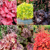 Heuchera Plants - Collection