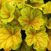 Heuchera Plants - Electra